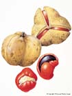 BoonjiTamarind