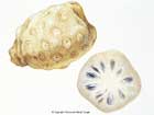 CheeseFruit
