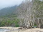 BeachDriversKillTrees