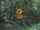 Cassowary40kmh