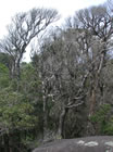 PhytophthoraOutbreak