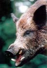 FeralPig