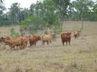 Cattle