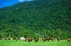 Cattle2