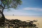 BeachMangrove