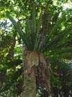Birdsnest Fern