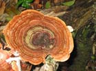 BracketFungi