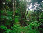 Babinda