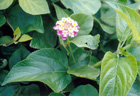 Lantana