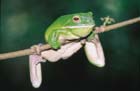 GreenTreeFrog