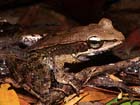 australianWoodFrog