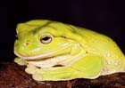 commonGreenTreeFrog