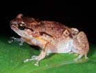commonNurseryFrog