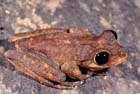 lacelidTreeFrog