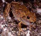 laughingTreeFrog