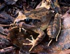 northernBarredFrog