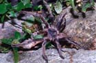 BirdEatingSpider