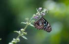 BlueTigerButterfly
