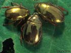 ChristmasBeetles
