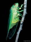 Cicada