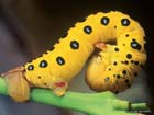 FourOclockCaterpillar