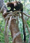BennettsTreeKangaroo