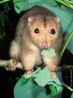 DaintreeRingtailPossum