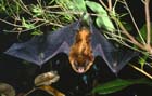 FishingBat