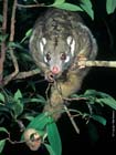 GreenRingtailPossum