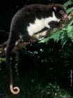 HerbertRiverRingtailPossum