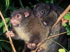 LemuroidRingtailPossum