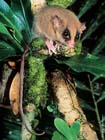LongTailedPygmyPossum