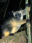 LumholtzTreeKangaroo