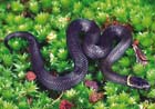 NorthernCrownedSnake