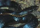RedBelliedBlackSnake
