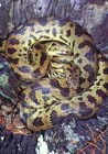 SpottedPython