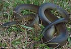 WaterPython