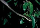 northernTreeSnake