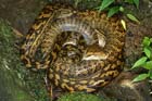 python2