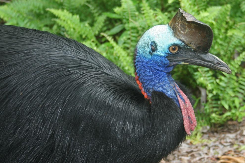 Capturing cassowaries for management and research