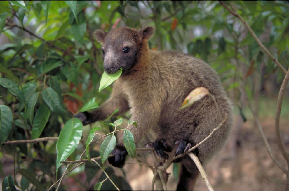 Tree kangaroo
Photographer: EPA