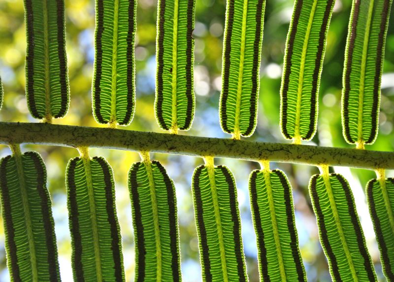 Close up of underside of fern frond.