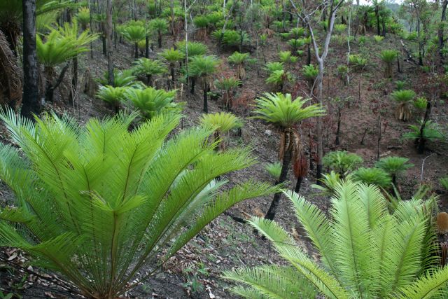 Cycads in a forested gully.