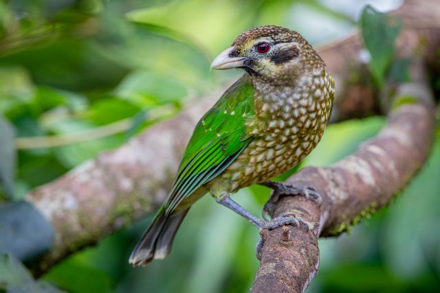 Small green and spotted finch on a branch in a forest.