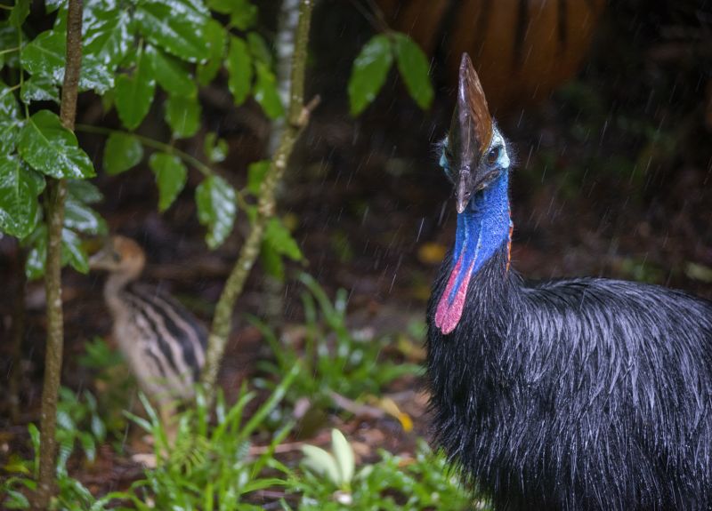 Adult and juvenile cassowary in a rainforest.