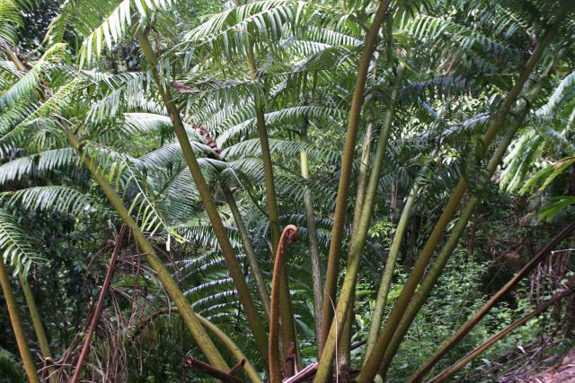 Large fern tree in a rainforest.