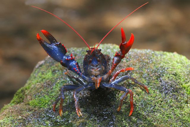 Blue crayfish on a mossy rock