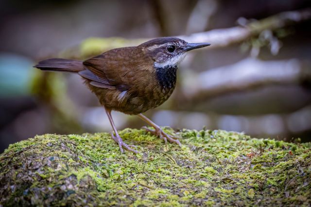 Small finch-like bird on a mossy rock
