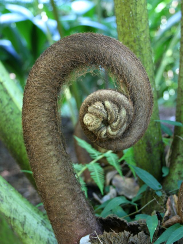 Close up of a palm frond curled up