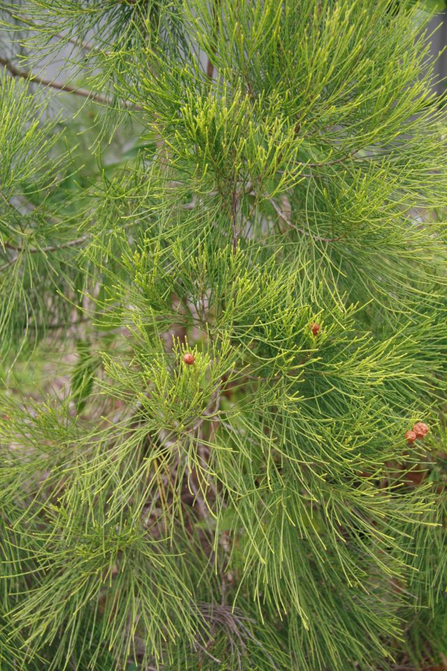 Branch of pine tree covered in green pine needles.